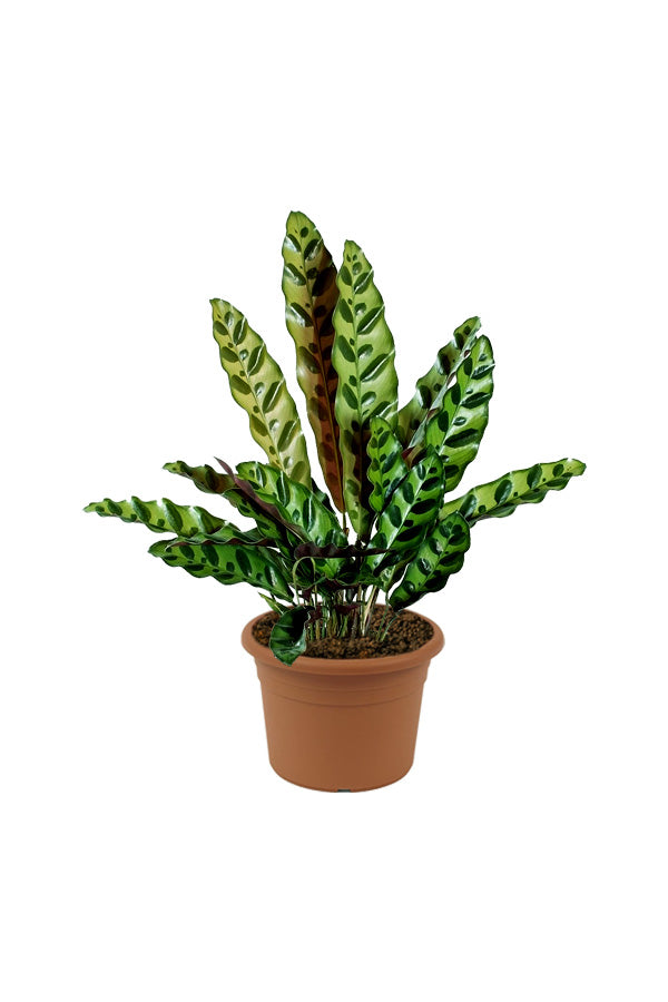 Rattlesnake Plant - Goeppertia Lancifolia - Plantsworld.ae