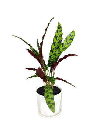 Silver Combo - Health Club Package - Plantsworld.ae