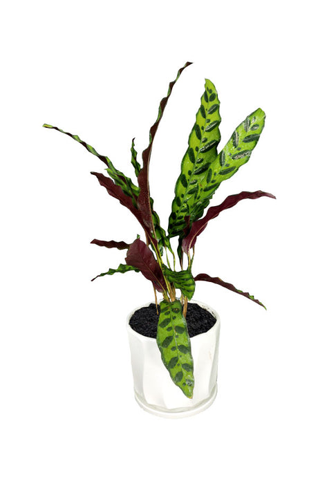 Silver Combo - Health Club Package - Plantsworld.ae
