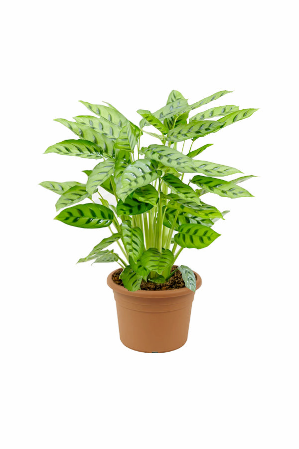 Calathea Leopardina - Goeppertia Concinna - Plantsworld.ae