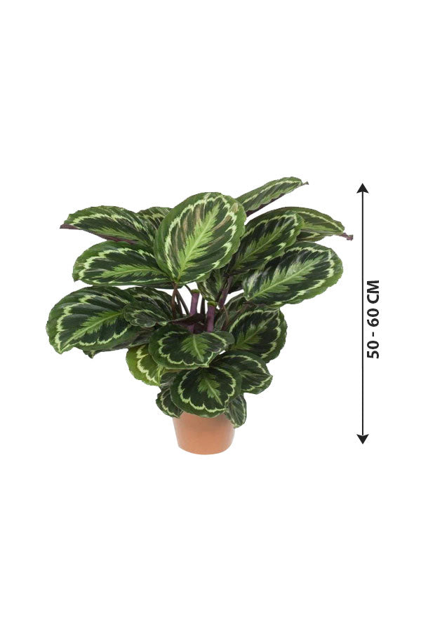 Calathea Makoyana - Peacock Indoor Plant - Plantsworld.ae