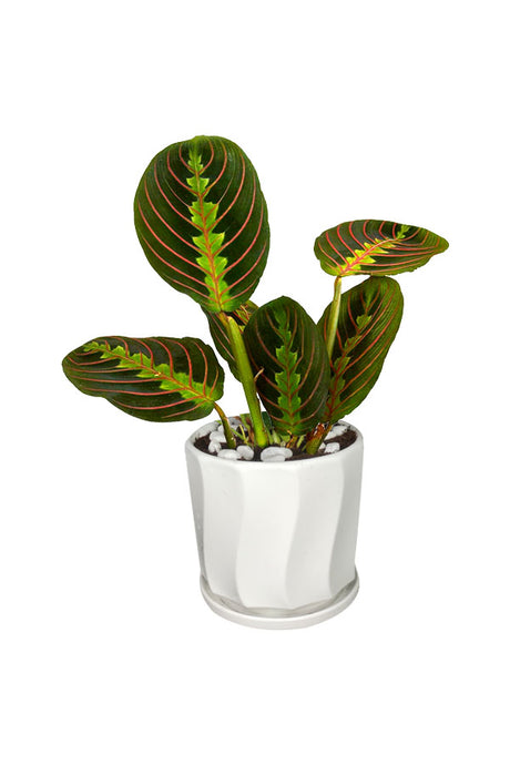 Platinum Office Combo Package - Plantsworld.ae