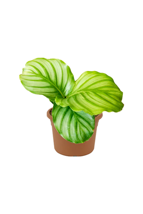 Calathea Orbifolia - Striped Calathea - Plantsworld.ae