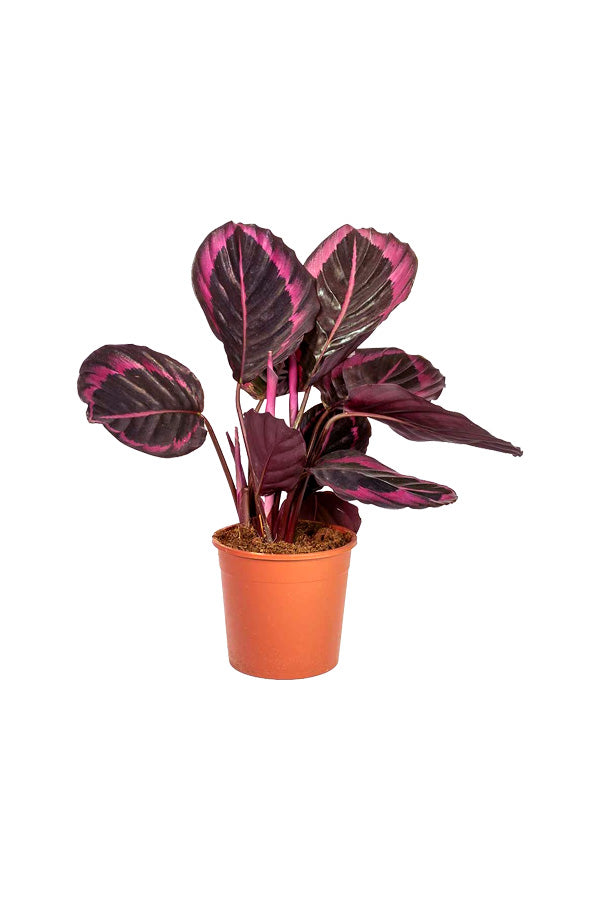Calathea Dottie - Calathea Roseopicta - Plantsworld.ae