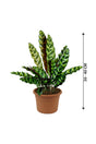 Rattlesnake Plant - Goeppertia Lancifolia - Plantsworld.ae