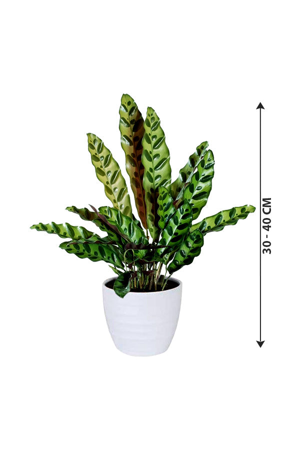 Rattlesnake Plant - Goeppertia Lancifolia - Plantsworld.ae