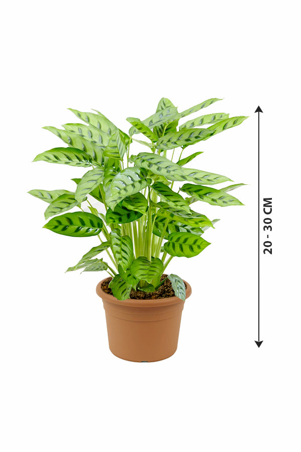 Calathea Leopardina - Goeppertia Concinna - Plantsworld.ae