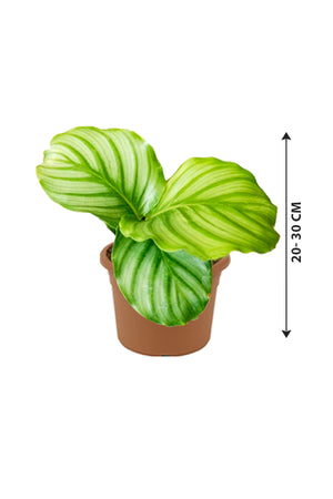 Calathea Orbifolia - Striped Calathea - Plantsworld.ae