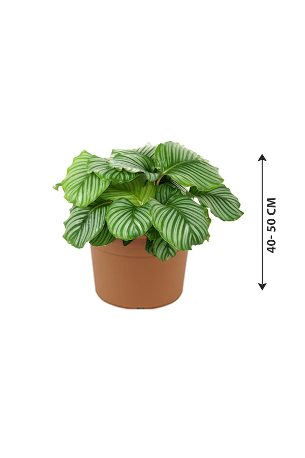 Calathea Orbifolia - Striped Calathea - Plantsworld.ae