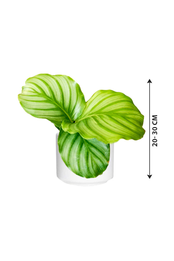 Calathea Orbifolia - Striped Calathea - Plantsworld.ae