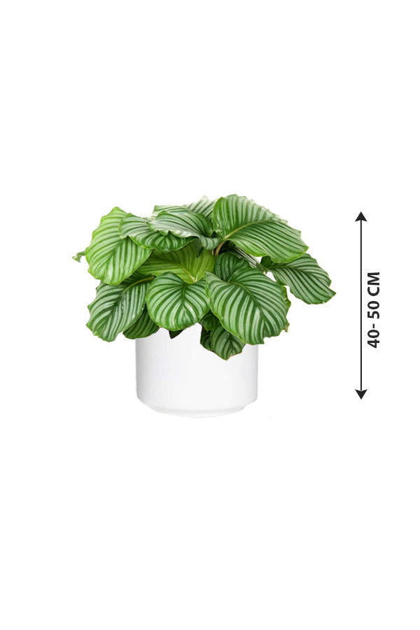 Calathea Orbifolia - Striped Calathea - Plantsworld.ae
