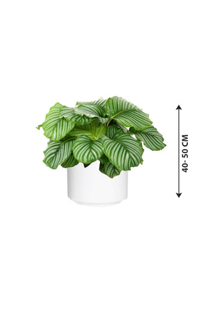 Calathea Orbifolia - Striped Calathea - Plantsworld.ae