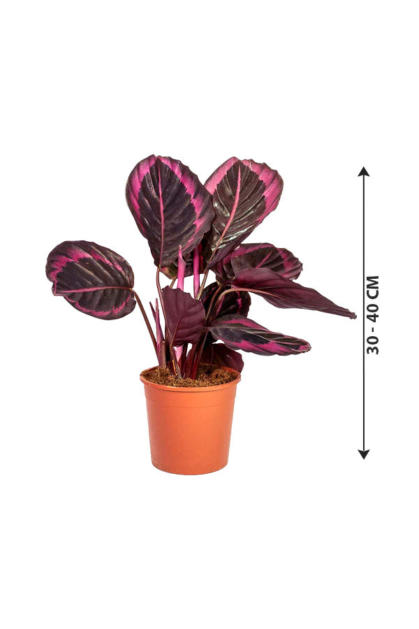 Calathea Dottie - Calathea Roseopicta - Plantsworld.ae