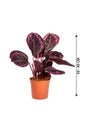 Calathea Dottie - Calathea Roseopicta - Plantsworld.ae