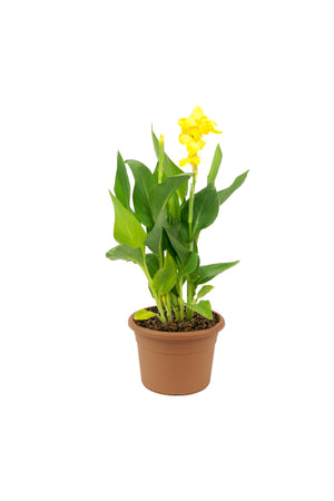 Aglaonema Pinkie Water Plant with vibrant pink and green leaves - Indoor Decorative Plant