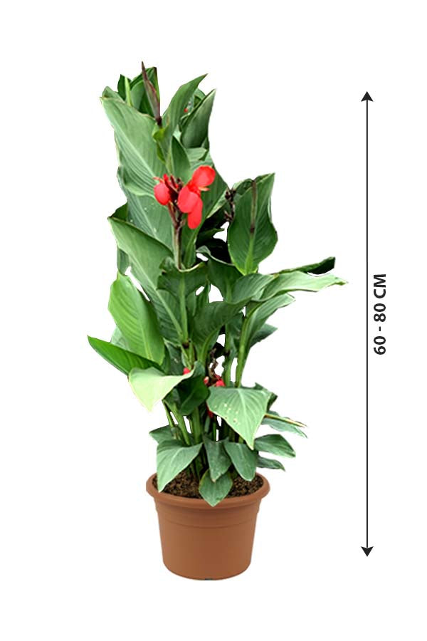 Canna Lily - Canna Indica - Plantsworld.ae