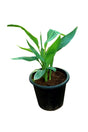 Canna Lily - Canna Indica - Plantsworld.ae