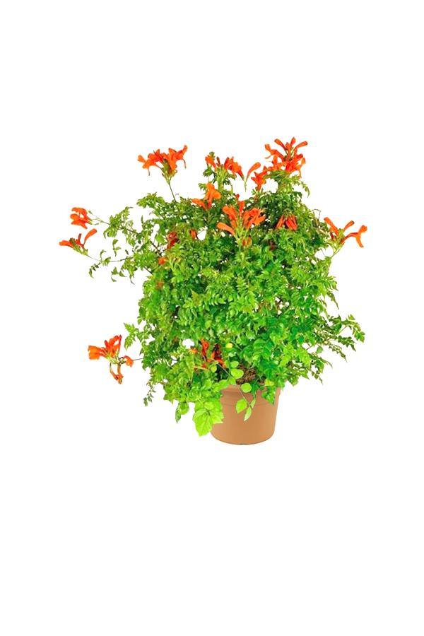 Cape Honeysuckle-Tecoma Capensis - Plantsworld.ae - {{ varient.name }}