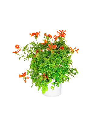 Cape Honeysuckle - Tecoma Capensis - Plantsworld.ae