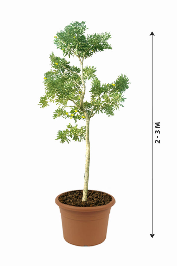 Caribbean Trumpet Tree - Tabebuia Aurea - Plantsworld.ae