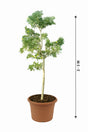 Caribbean Trumpet Tree - Tabebuia Aurea - Plantsworld.ae