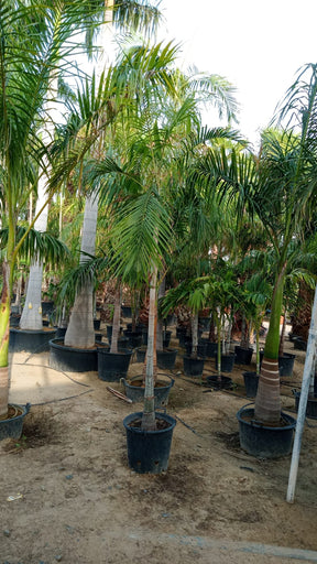 Cardboard Palm - Zamia Furfuracea | Hardy and Unique Indoor-Outdoor Plant