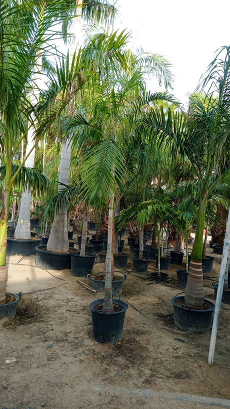 Cardboard Palm - Zamia Furfuracea | Hardy and Unique Indoor-Outdoor Plant