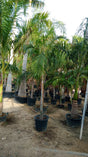 Cardboard Palm - Zamia Furfuracea | Hardy and Unique Indoor-Outdoor Plant