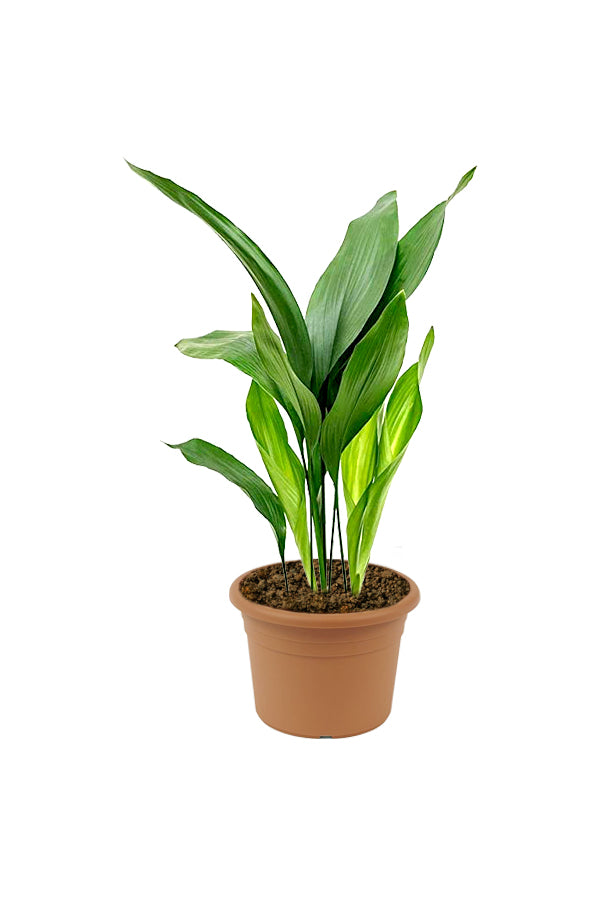 Cast Iron Plant - Aspidistra Elatior - Plantsworld.ae