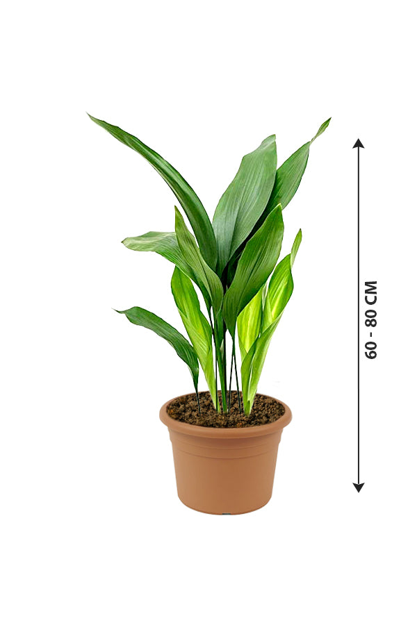 Cast Iron Plant - Aspidistra Elatior - Plantsworld.ae