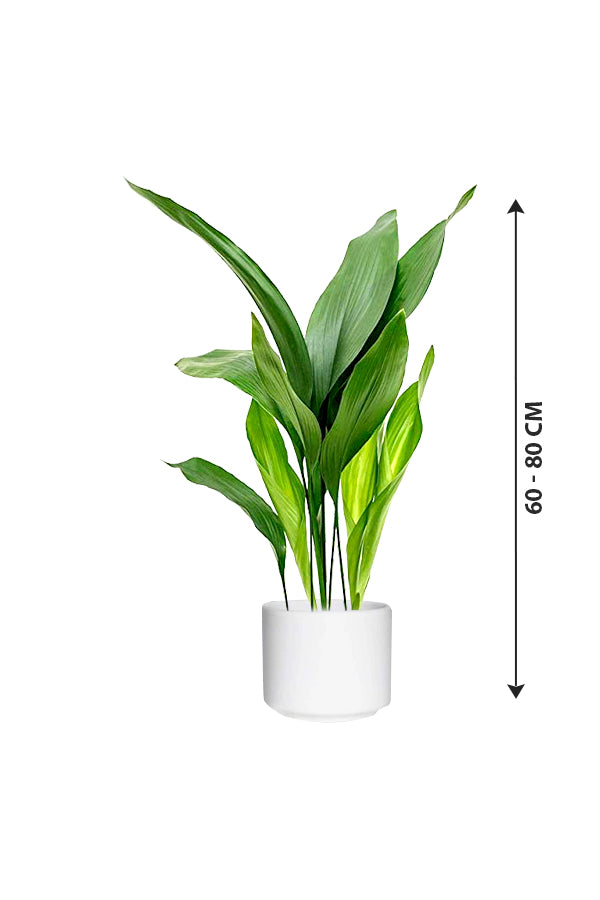 Cast Iron Plant - Aspidistra Elatior - Plantsworld.ae