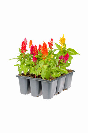 Cockscomb - Celosia Cristata - Plantsworld.ae