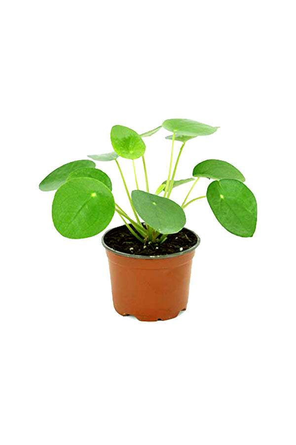 Chinese Money Plant - Pilea Peperomioides - Plantsworld.ae
