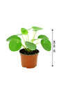 Chinese Money Plant - Pilea Peperomioides - Plantsworld.ae
