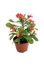 Christ Plant-Euphorbia Milii - Plantsworld.ae - {{ varient.name }}