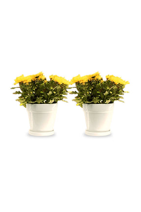 Indoor Flowering Chrysanthemum Plant for Home and Balcony Decor