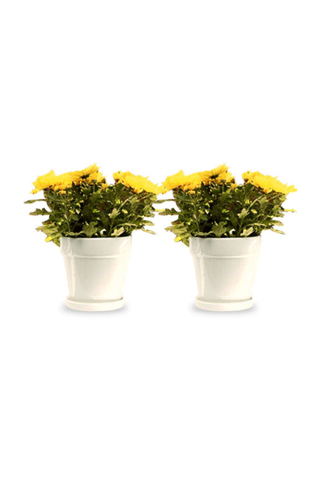 Indoor Flowering Chrysanthemum Plant for Home and Balcony Decor