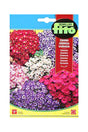 Fito Cineraria Dwarf Hybrid Mix (50 mg) seeds for vibrant, colorful garden flowers. Available at Plantsworld.ae