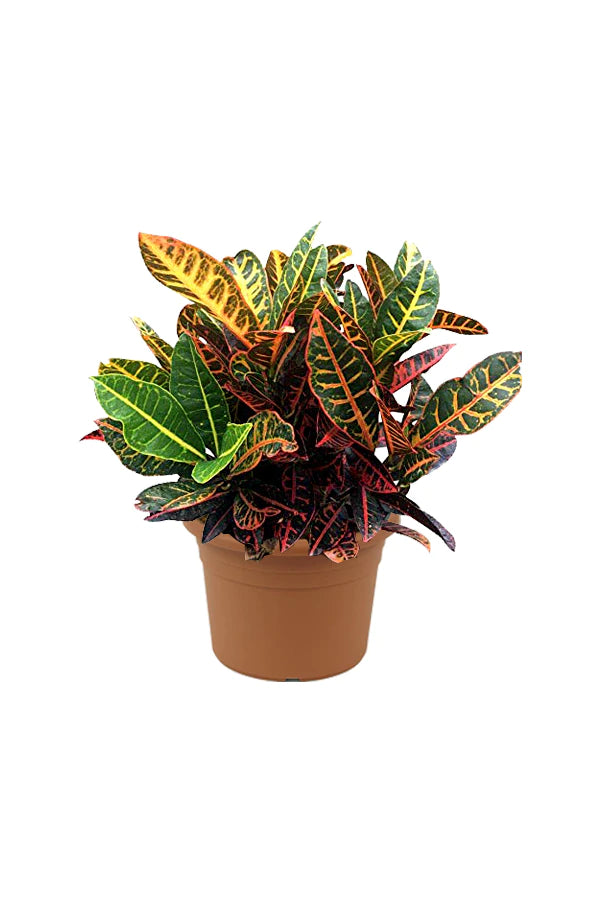 Croton Plant - Codiaeum Variegatum - Plantsworld.ae