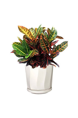 Golden Office Combo Package - Plantsworld.ae