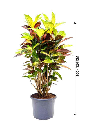 Codiaeum Iceton Croton - Evergreen Indoor Plant - Codiaeum Iceton Croton - Evergreen Indoor Plant - Plantsworld.ae