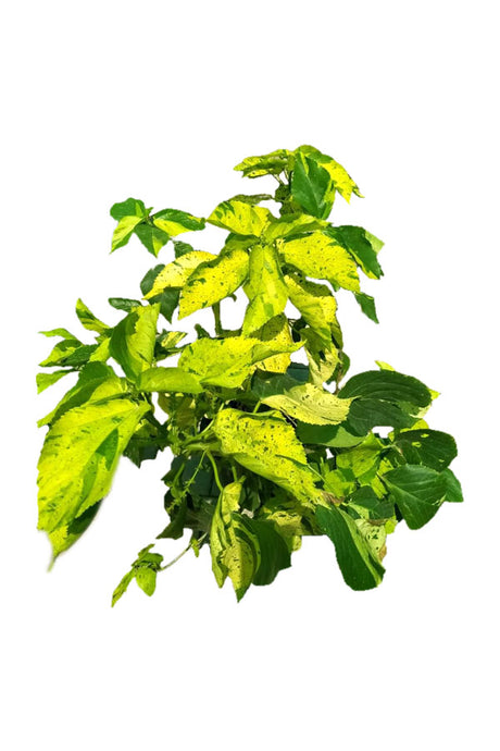 Copper Leaf Green (Acalypha) Plant with Vibrant Green Foliage
