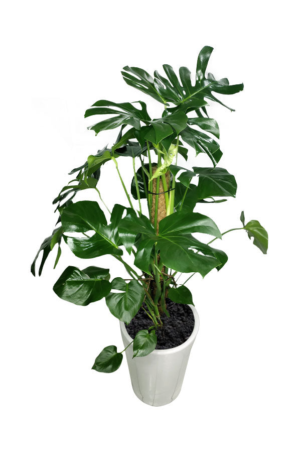 Diamond Office Plant Combo - Mixed Species - Plantsworld.ae