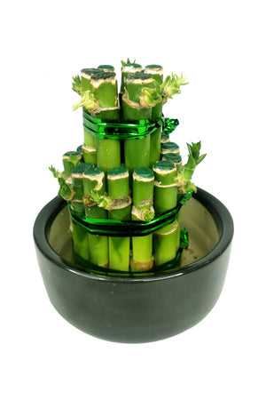 Premium Office Plant Combo - Mixed Species - Plantsworld.ae