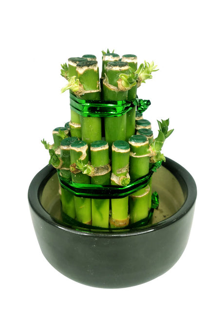 Premium Office Plant Combo - Mixed Species - Plantsworld.ae