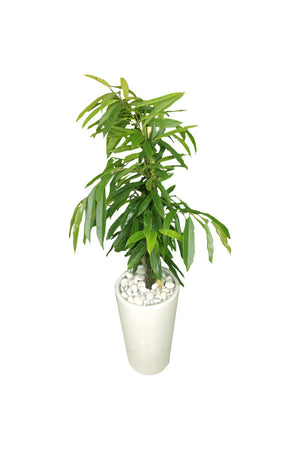 Premium Office Plant Combo - Mixed Species - Plantsworld.ae