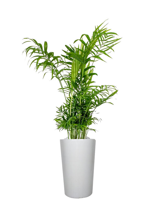 Titanium Combo - Saloon & Spa Package - Plantsworld.ae