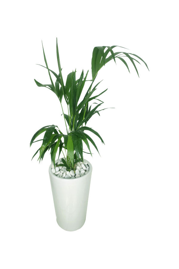 Golden Office Combo Package - Plantsworld.ae