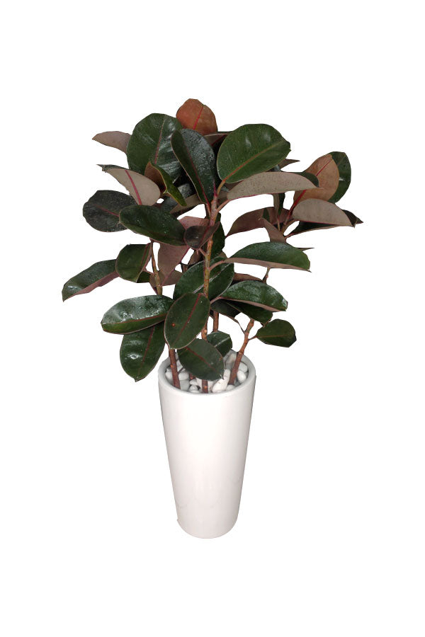 Platinum Office Combo Package - Plantsworld.ae