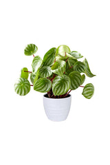Platinum Office Combo Package - Plantsworld.ae